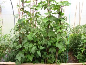 five star polytunnels dwarf  green beans tomatoes