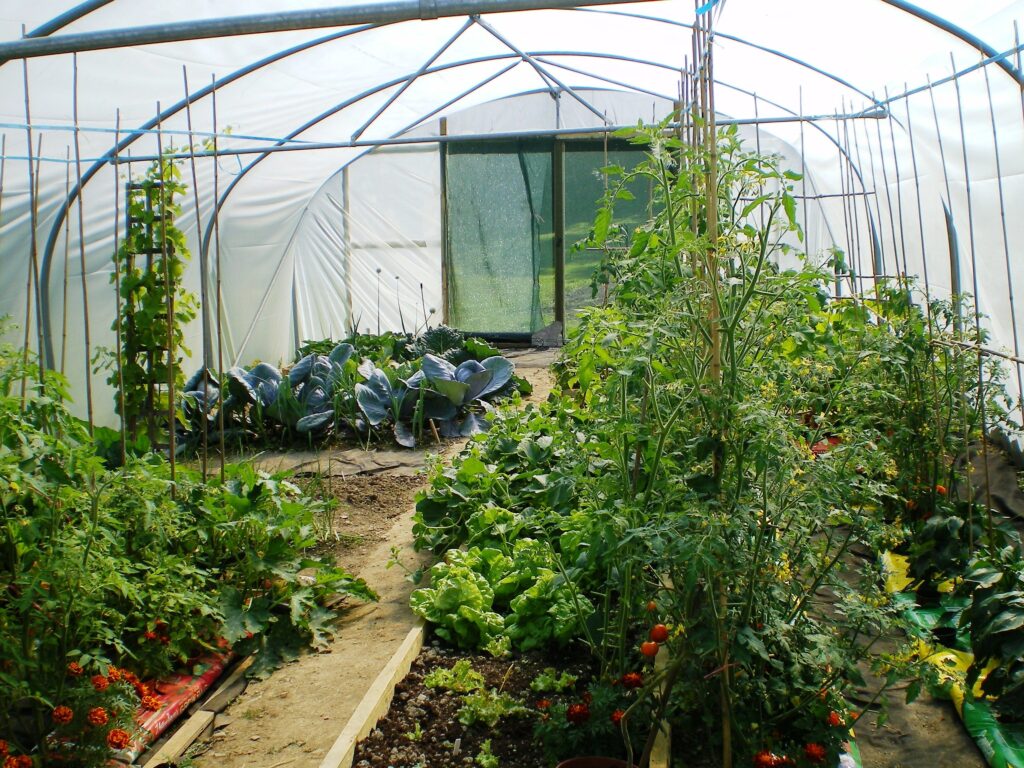 customer polytunnel tomatoes other crops sep j m d 1695 - Five Star ...