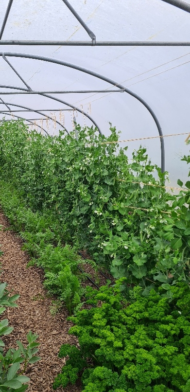 Early peas in a Five Star Polytunnel